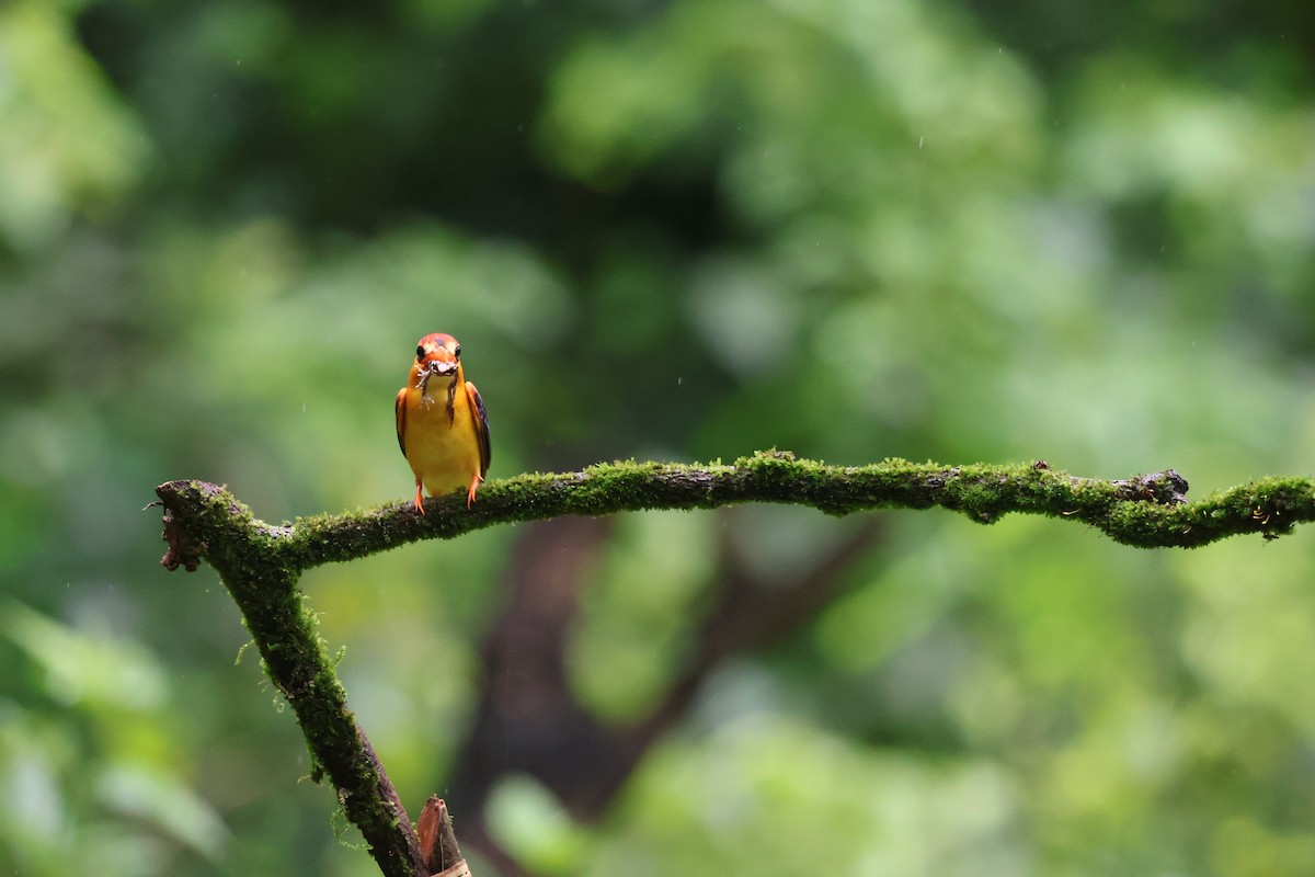 黑背三趾翠鳥 - ML640863549