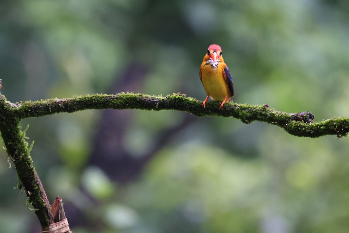 黑背三趾翠鳥 - ML640863550