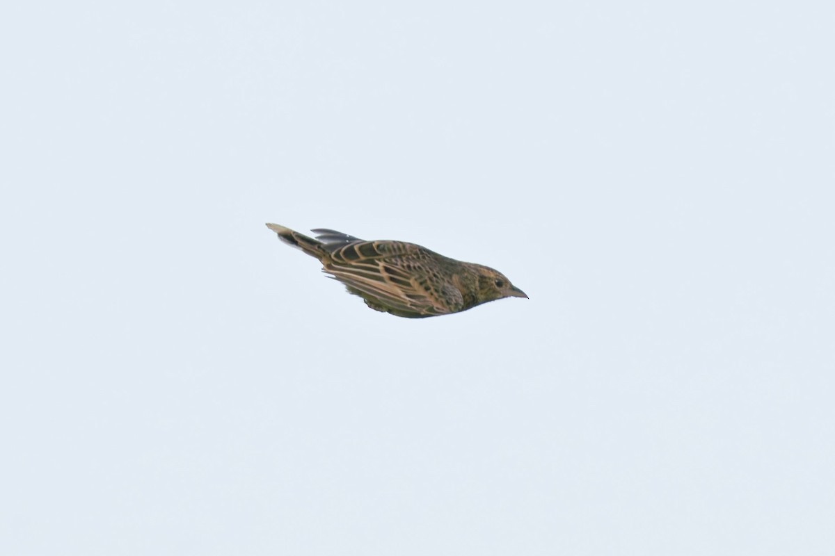 Flappet Lark - ML640863565