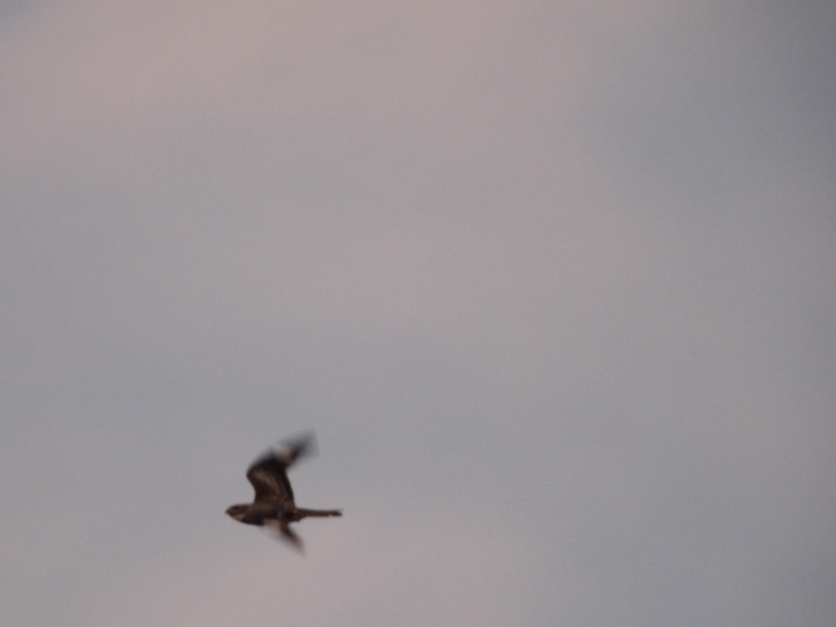 Common Nighthawk - ML640863606