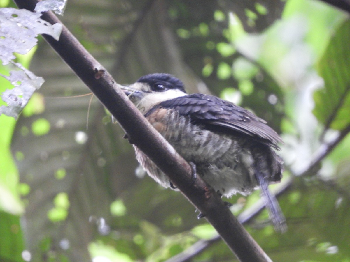 Brown-banded Puffbird - ML640863673