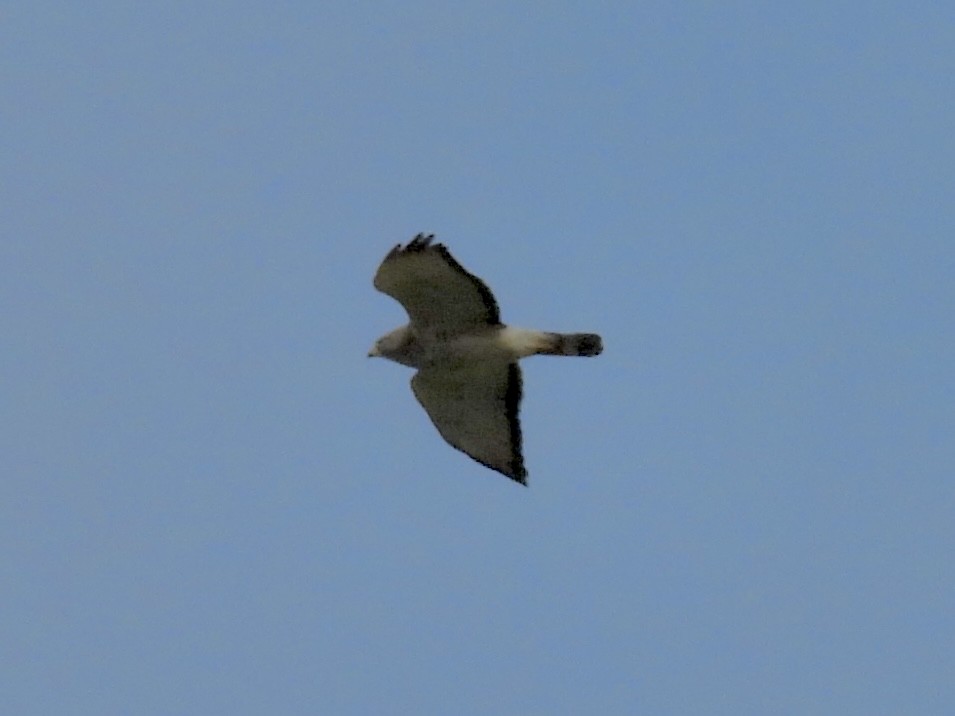 Broad-winged Hawk - ML640863681