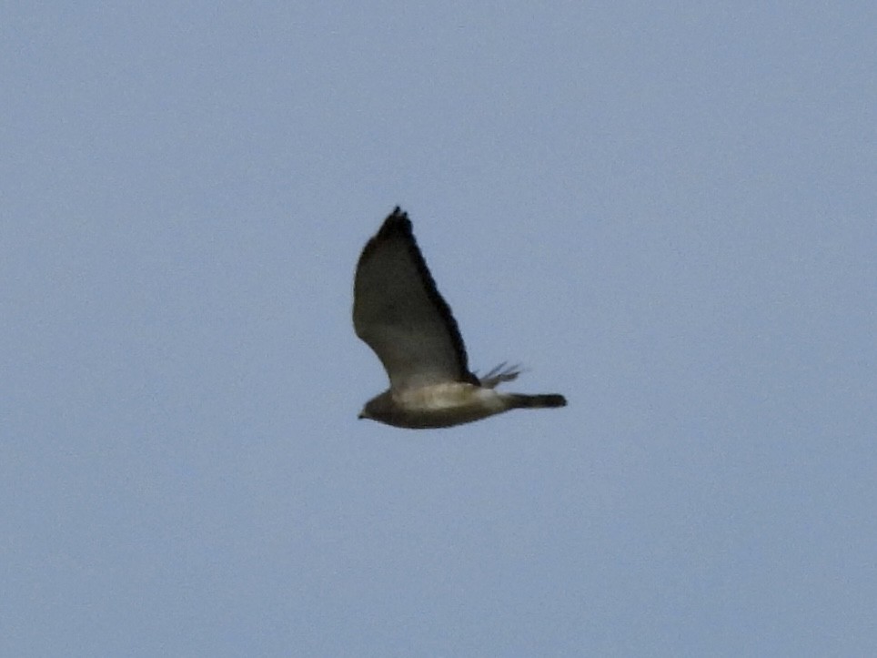 Broad-winged Hawk - ML640863682