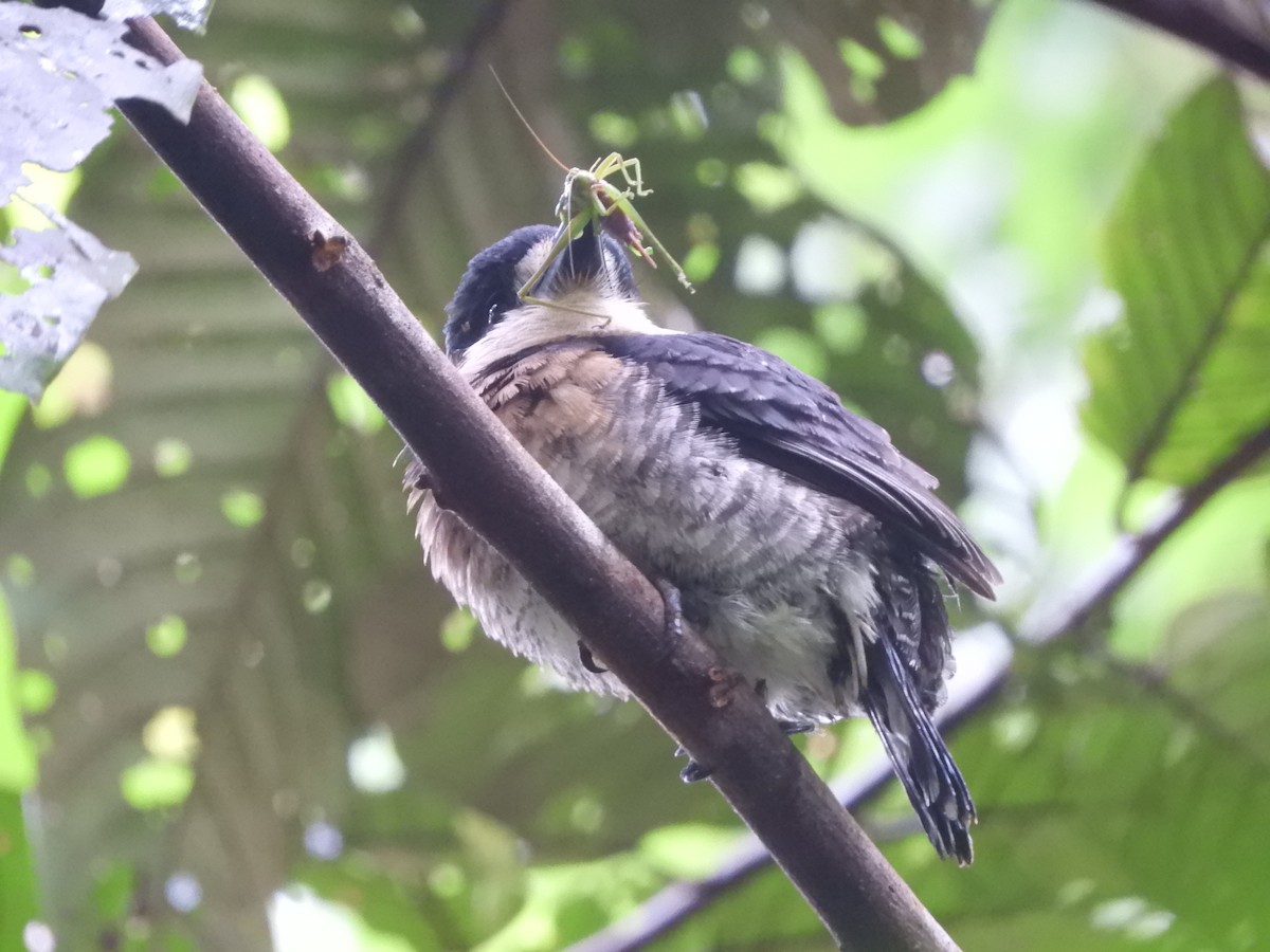 Brown-banded Puffbird - ML640863685
