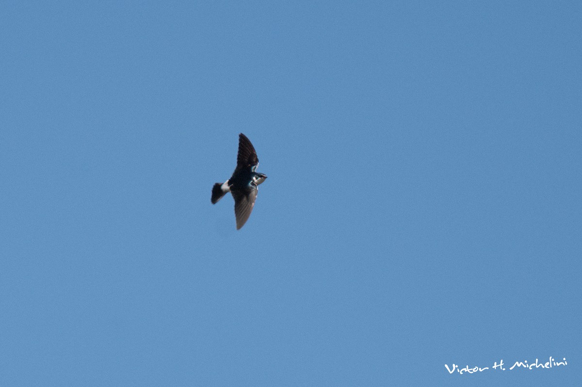 White-rumped Swallow - ML640863740
