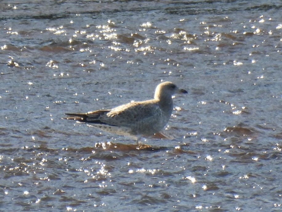 Ring-billed Gull - ML640863744