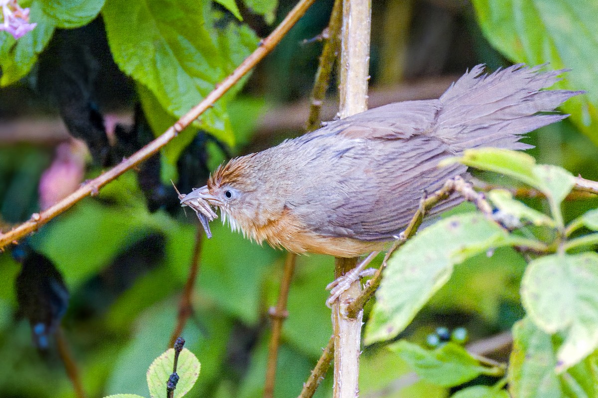 Tawny-bellied Babbler - ML640863767