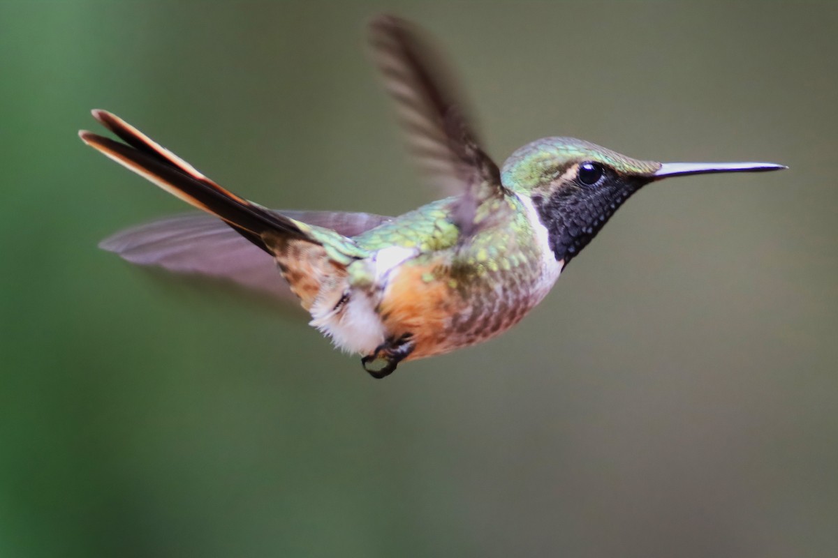 Magenta-throated Woodstar - ML640863796