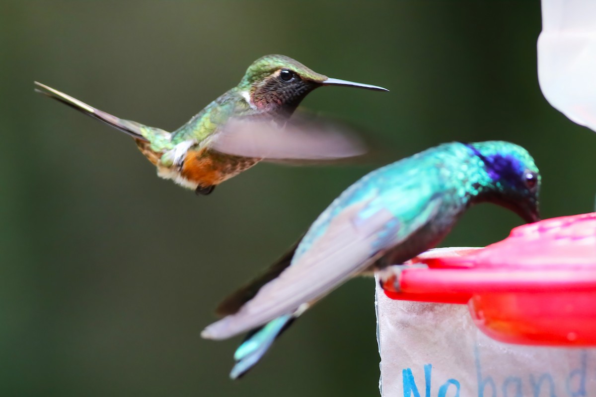 Magenta-throated Woodstar - ML640863797