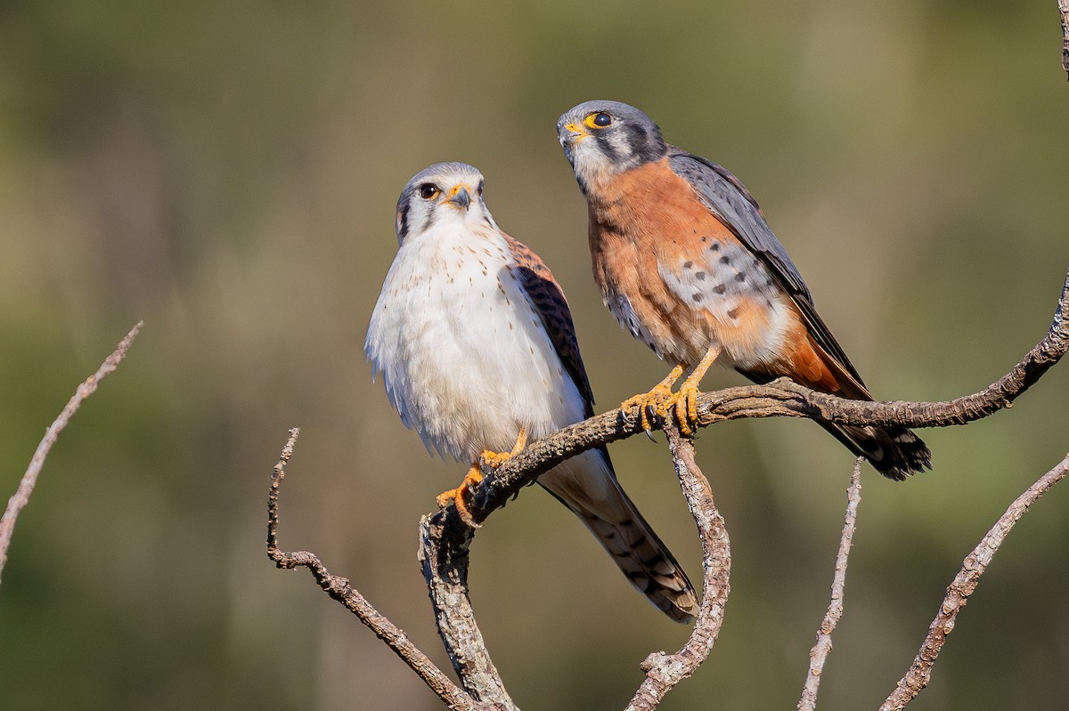 American Kestrel (Cuban) - ML640863918