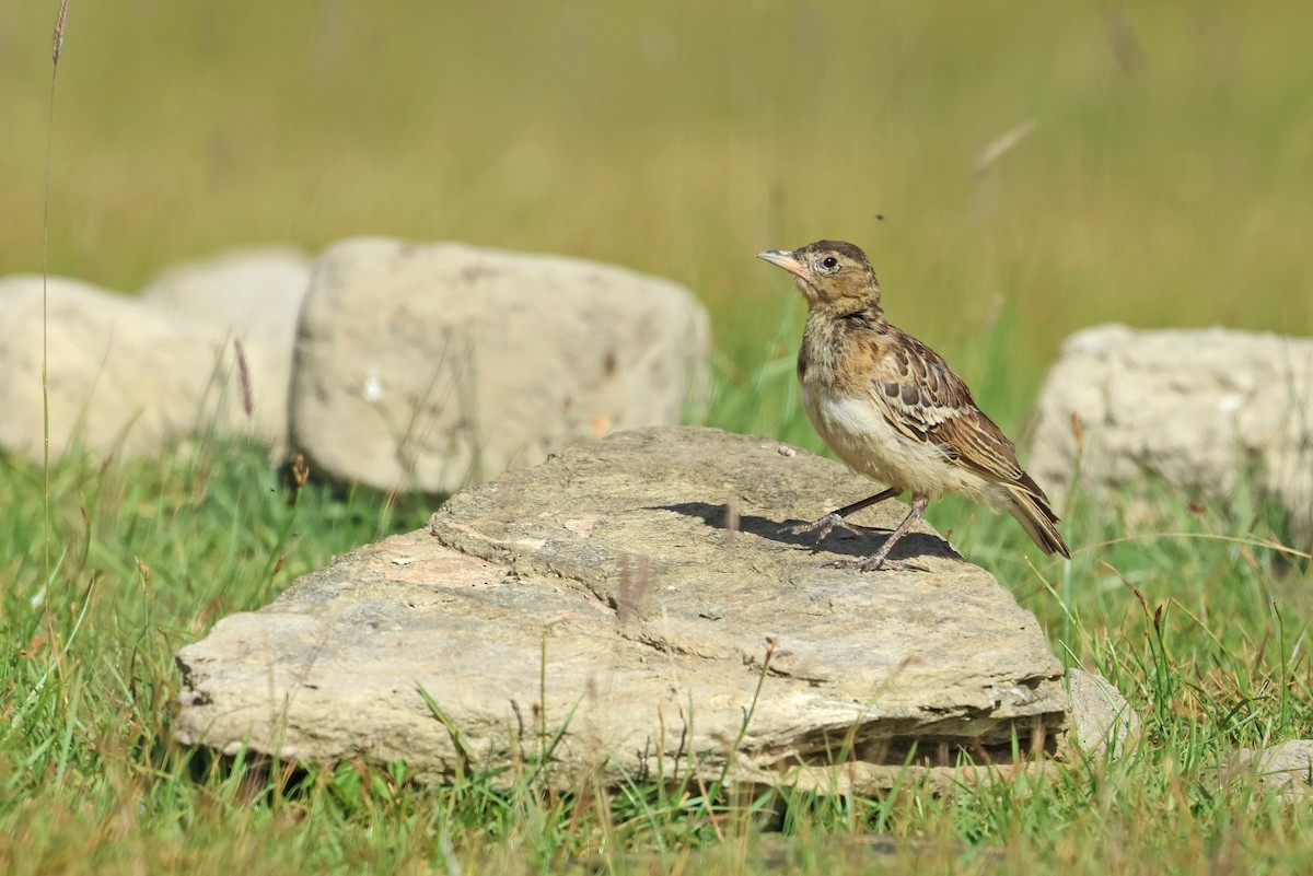 Kalandria tibetarra - ML640863940