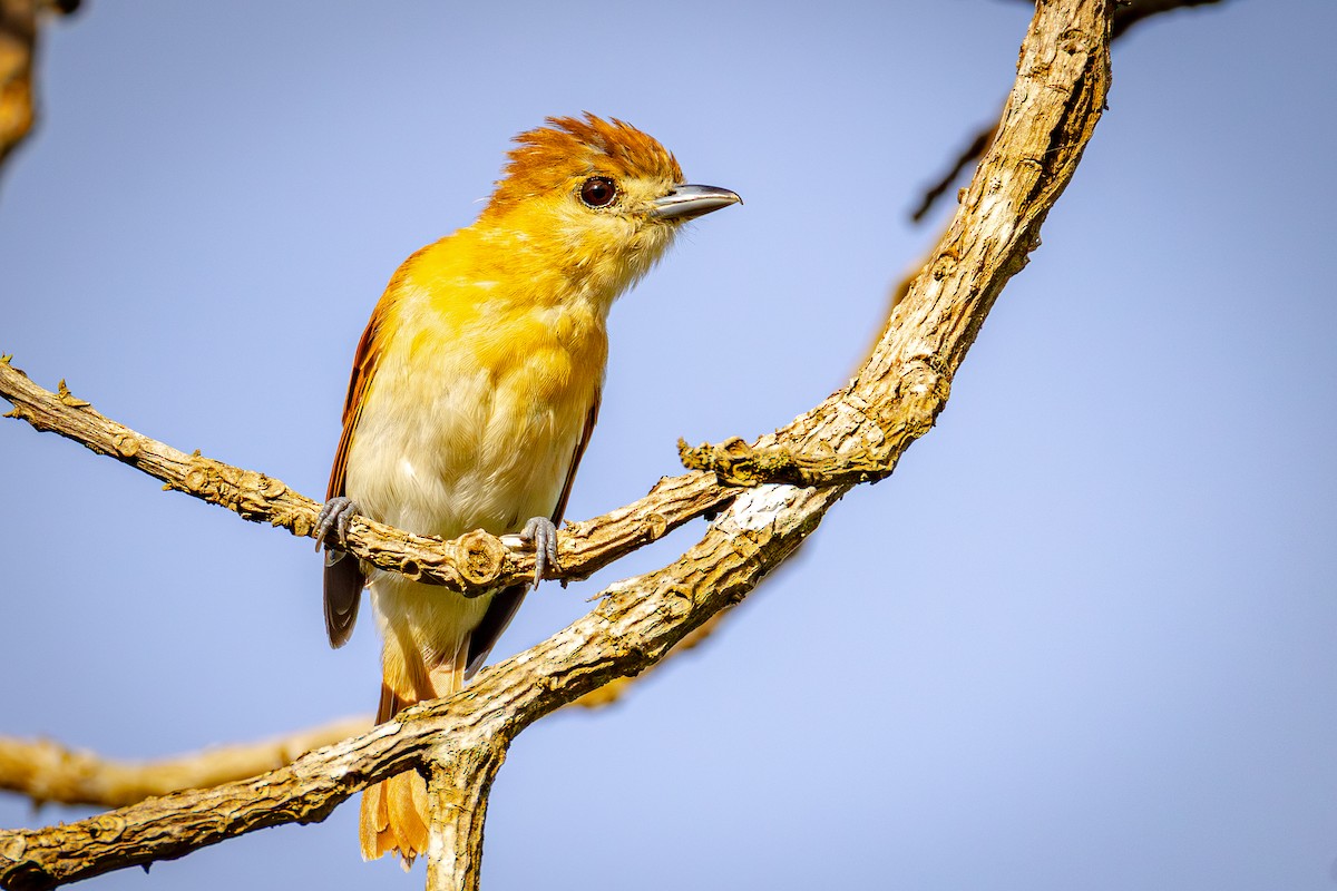 Cinereous Becard - ML640863961