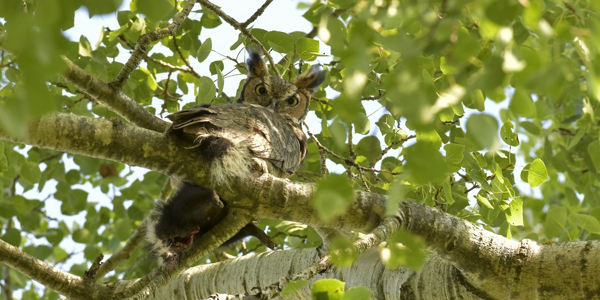 Great Horned Owl - ML640863965