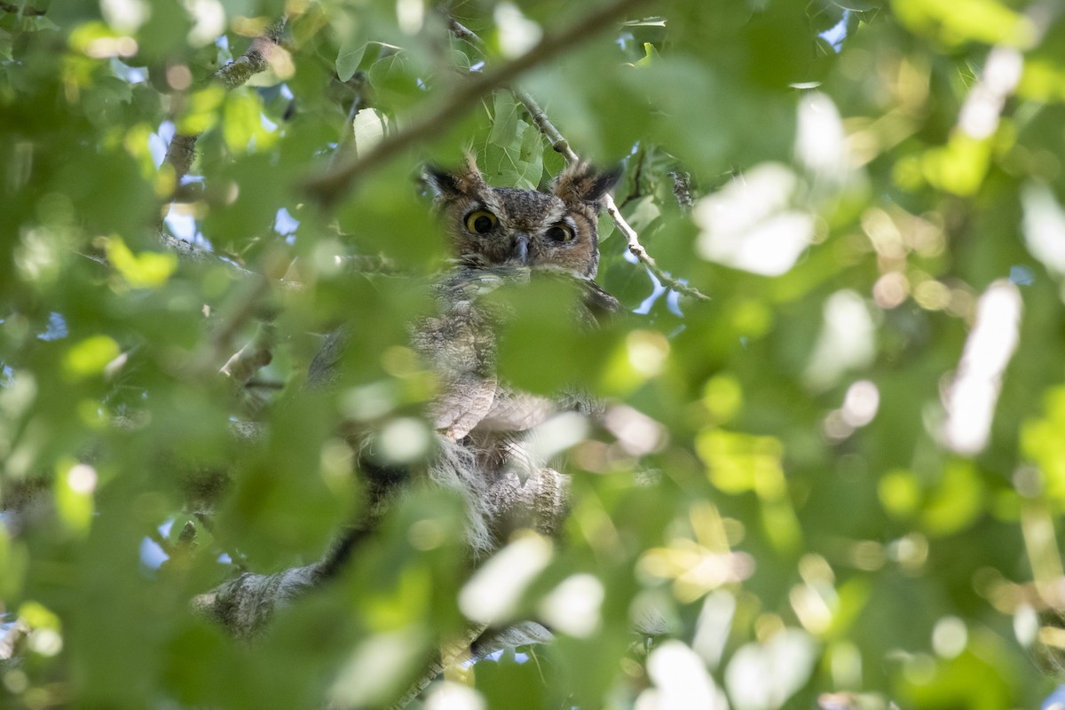 Great Horned Owl - ML640863969