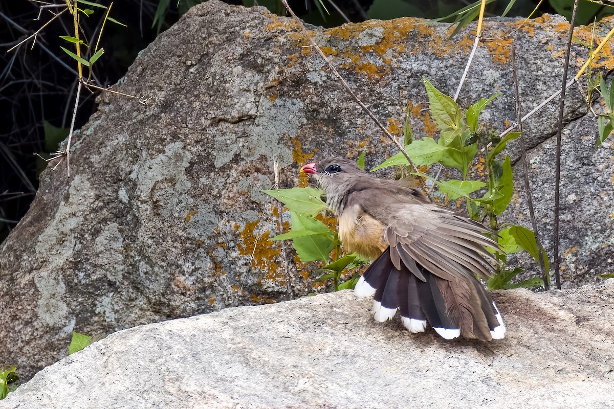 Sirkeer Malkoha - ML640864015