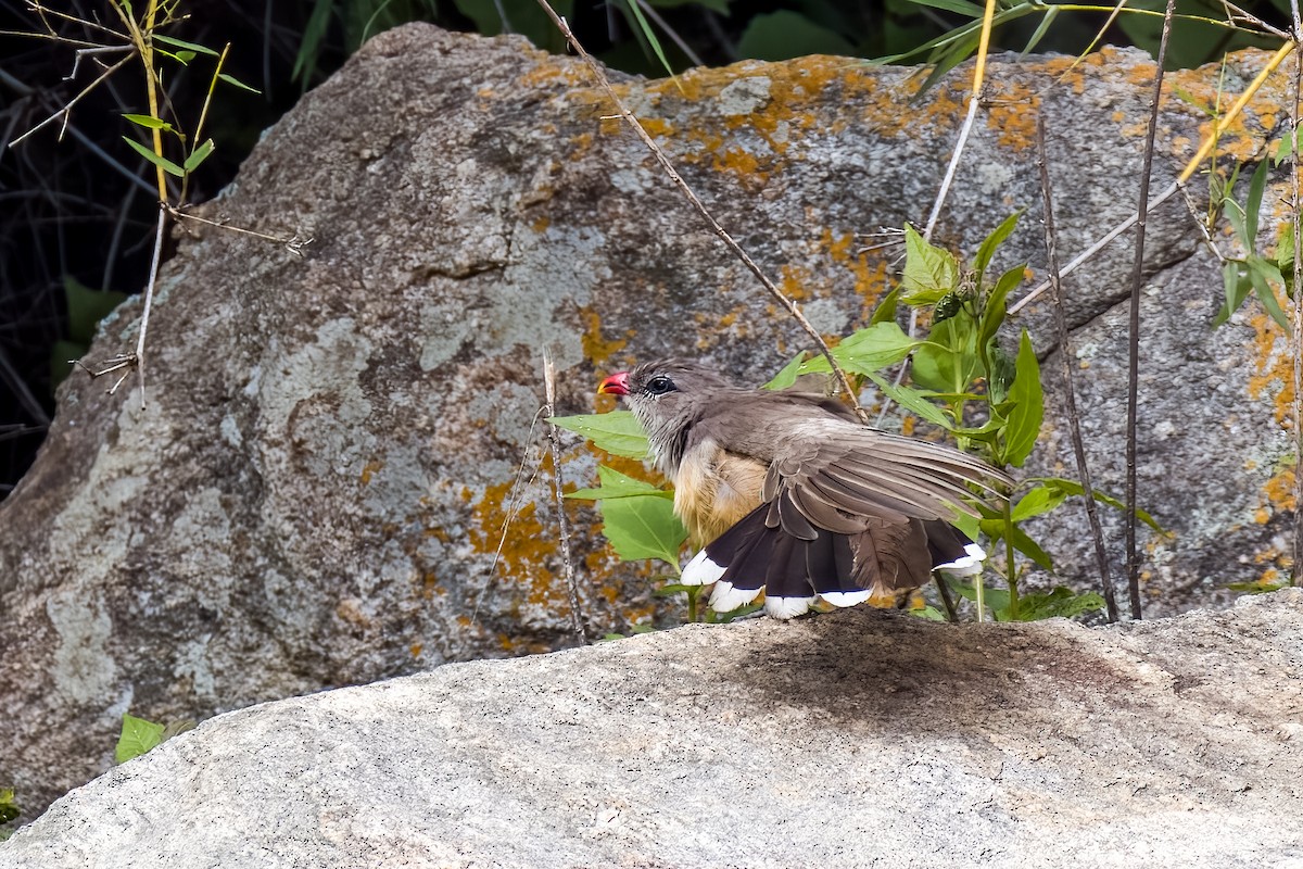 Sirkeer Malkoha - ML640864016
