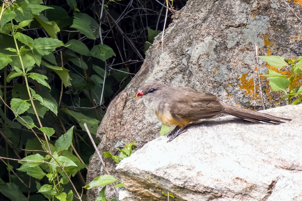 Sirkeer Malkoha - ML640864017