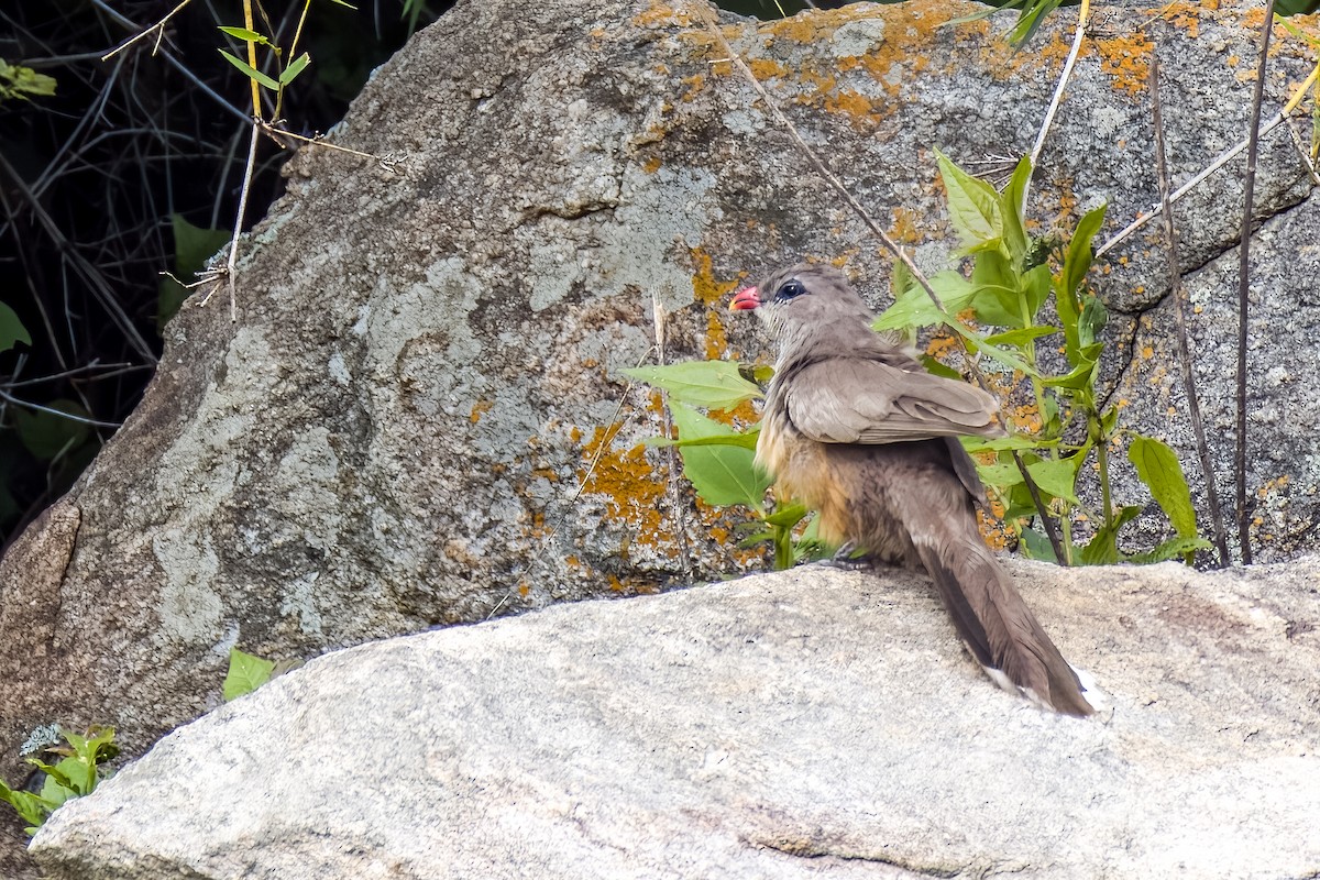 Sirkeer Malkoha - ML640864018