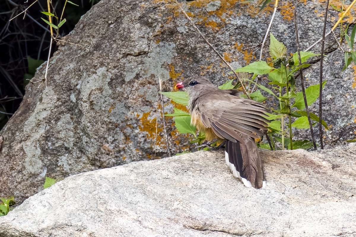 Sirkeer Malkoha - ML640864019