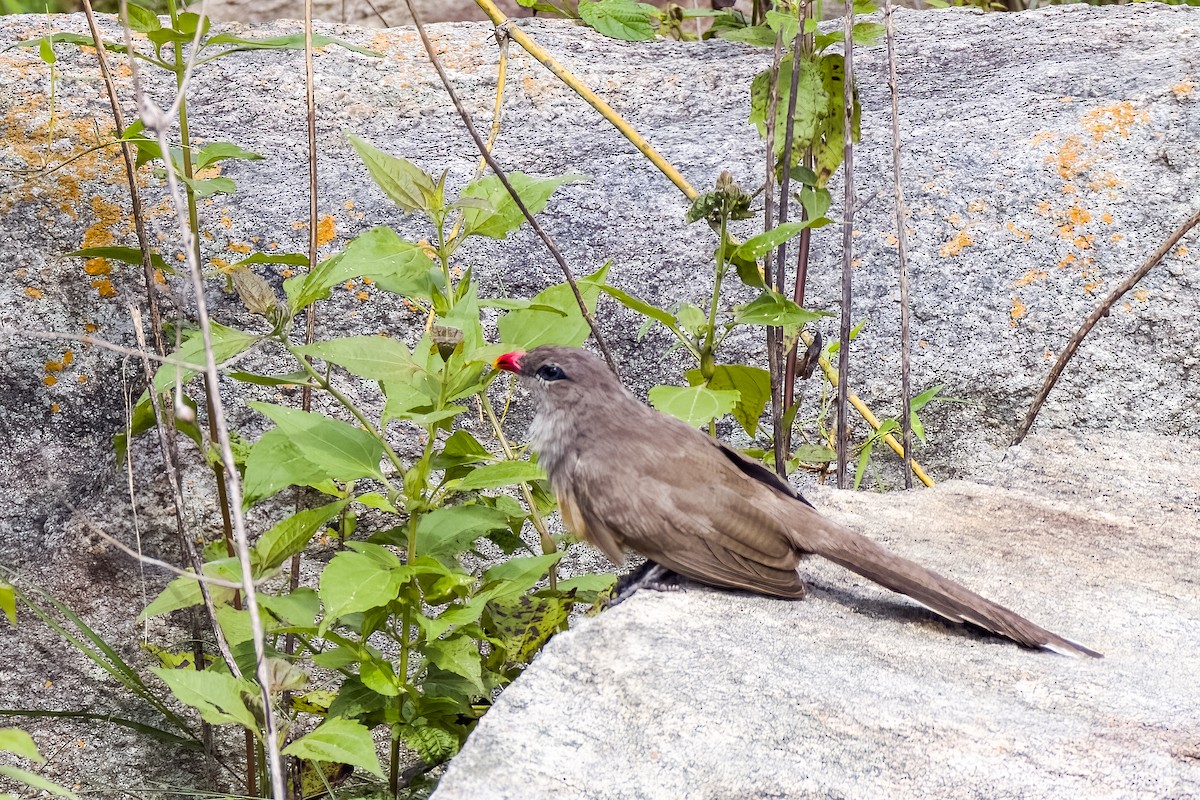 Sirkeer Malkoha - ML640864020