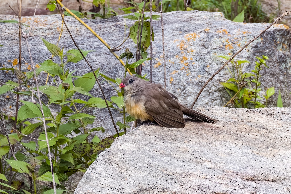 Sirkeer Malkoha - ML640864021