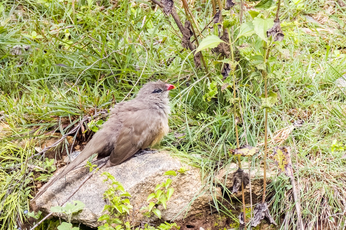 Sirkeer Malkoha - ML640864022
