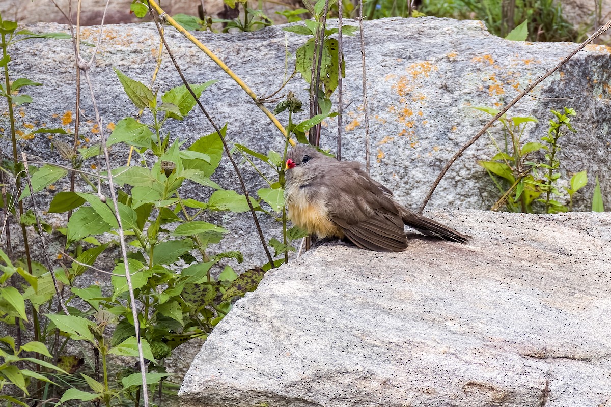 Sirkeer Malkoha - ML640864023