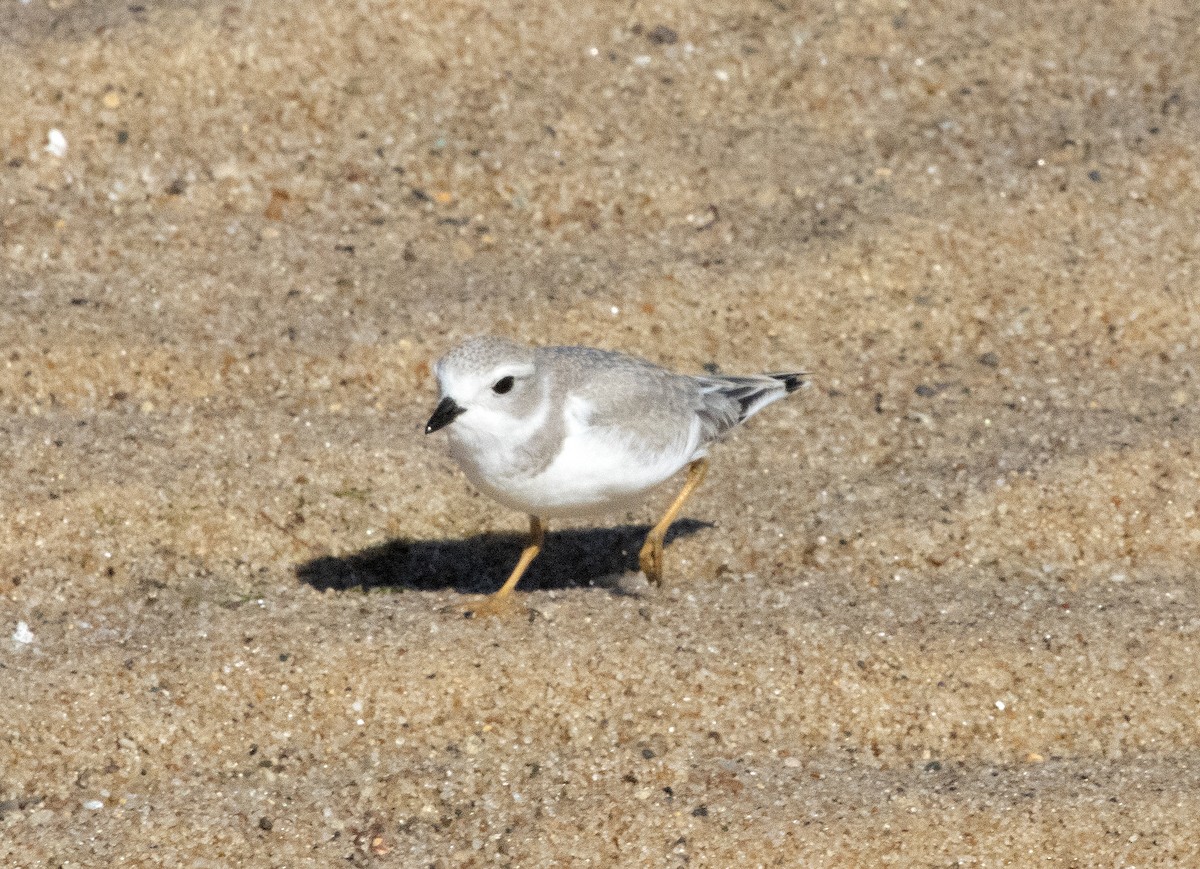 Piping Plover - ML640864044