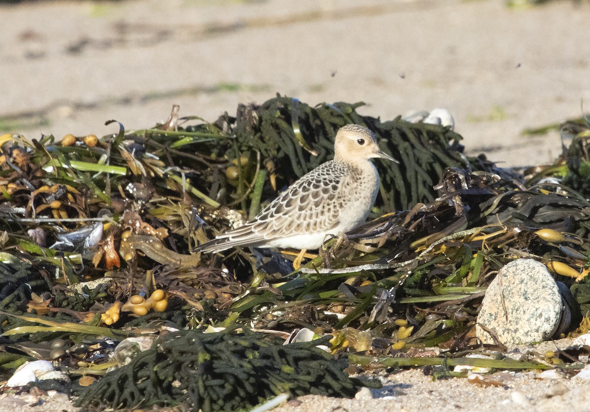 Buff-breasted Sandpiper - ML640864052