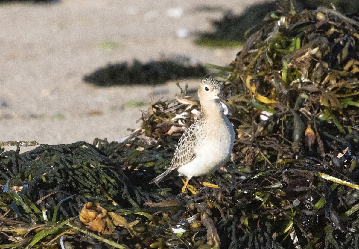 Buff-breasted Sandpiper - ML640864053