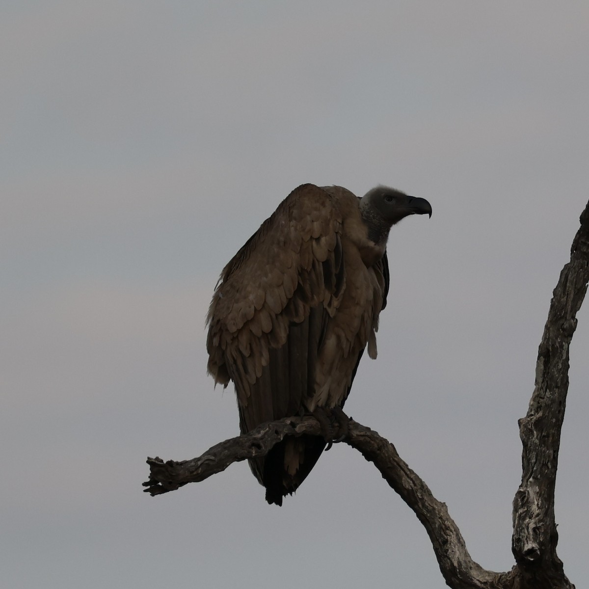 Cape Griffon - ML640864083