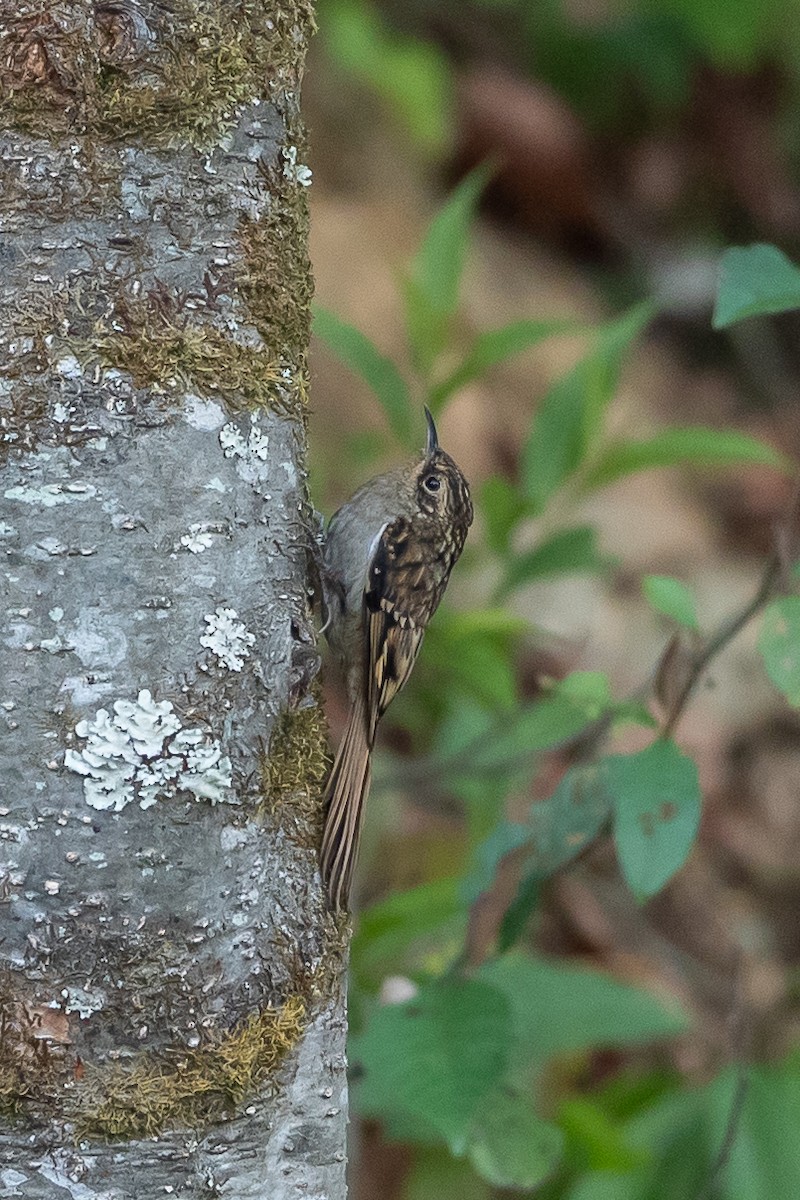 Sikkim Treecreeper - ML640864086
