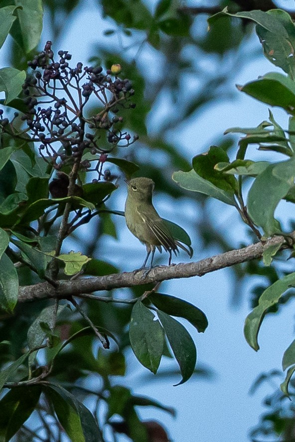 Yellow-browed Tit - ML640864101