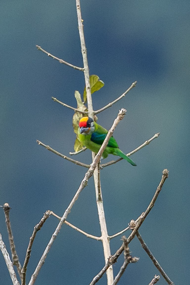 Golden-throated Barbet - ML640864122