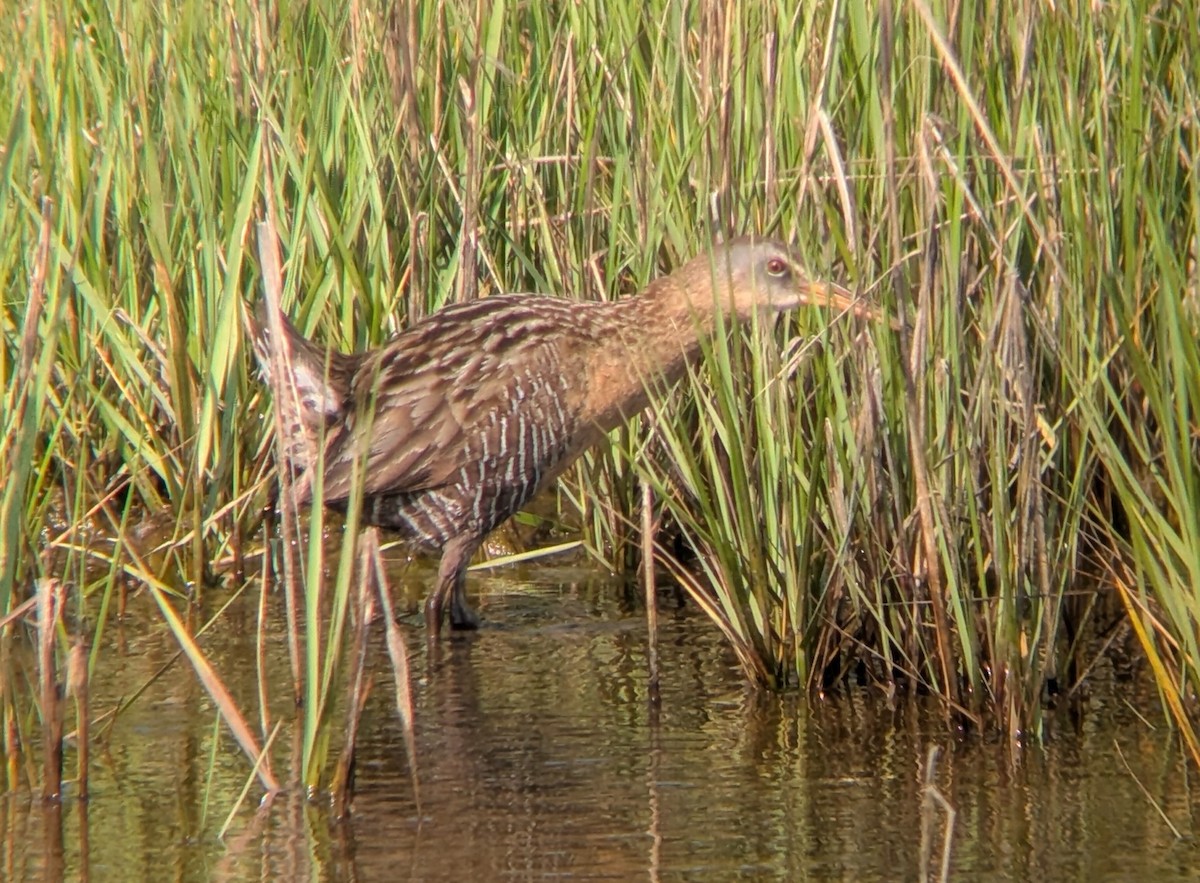 King x Clapper Rail (hybrid) - ML640864152
