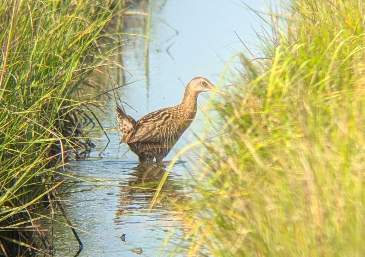 King x Clapper Rail (hybrid) - ML640864153