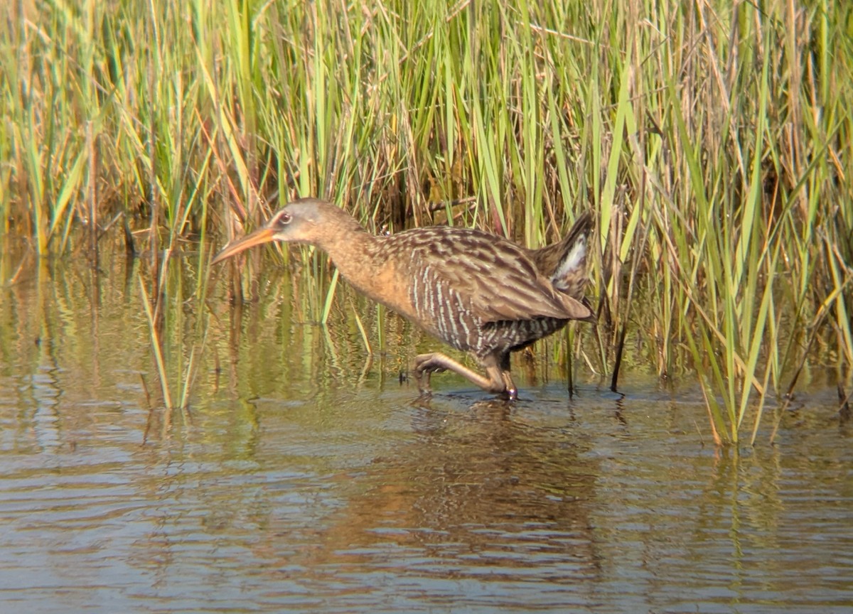 King x Clapper Rail (hybrid) - ML640864154
