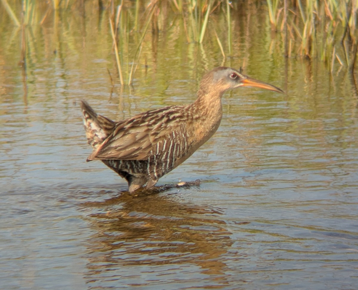 King x Clapper Rail (hybrid) - ML640864155