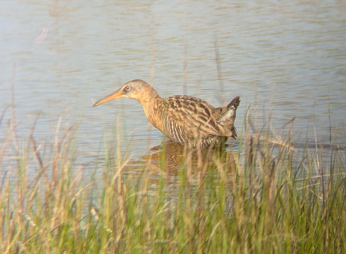 King x Clapper Rail (hybrid) - ML640864156