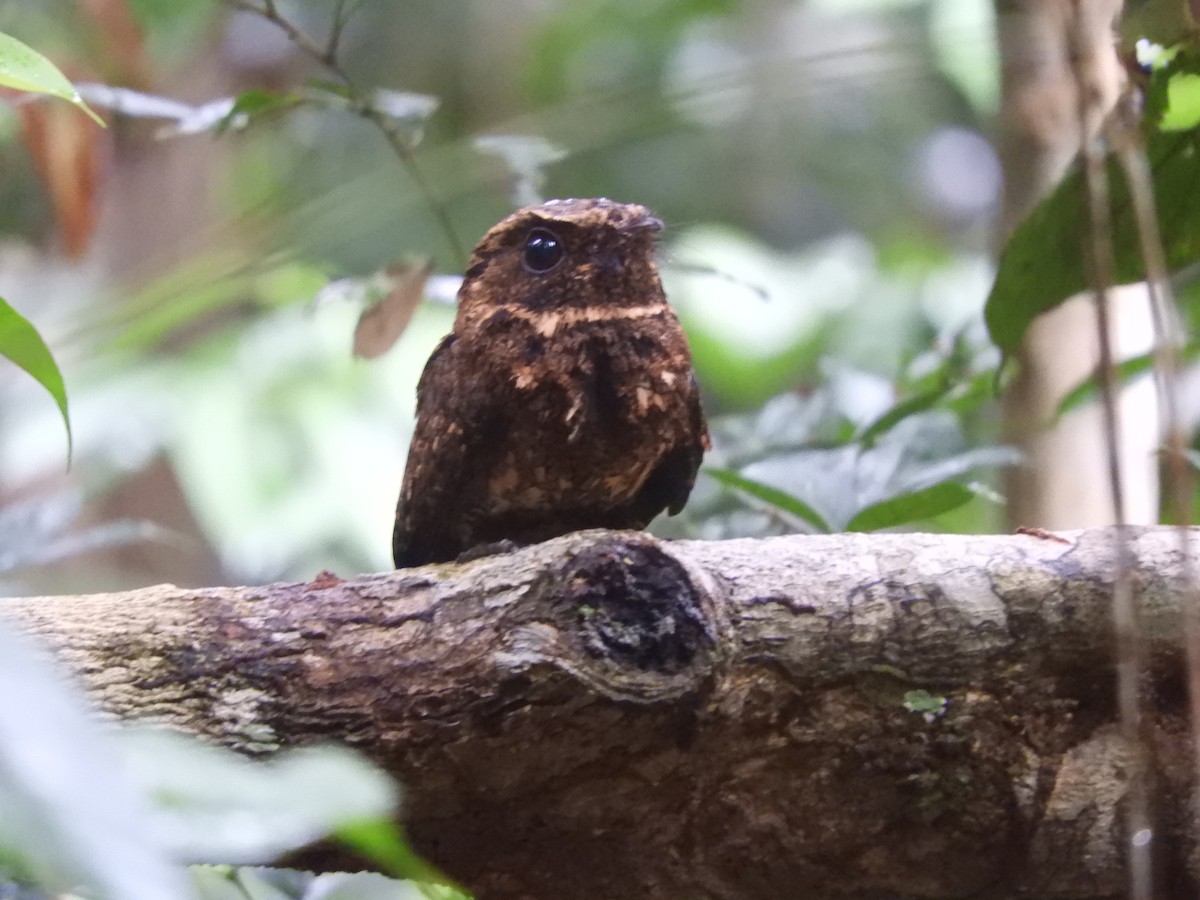 Rufous Nightjar - ML640864165