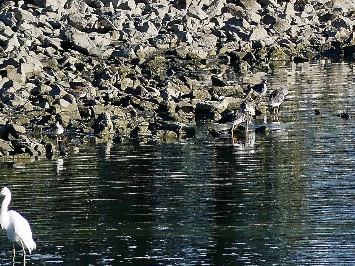 gulbeinsnipe/plystresnipe - ML640864186