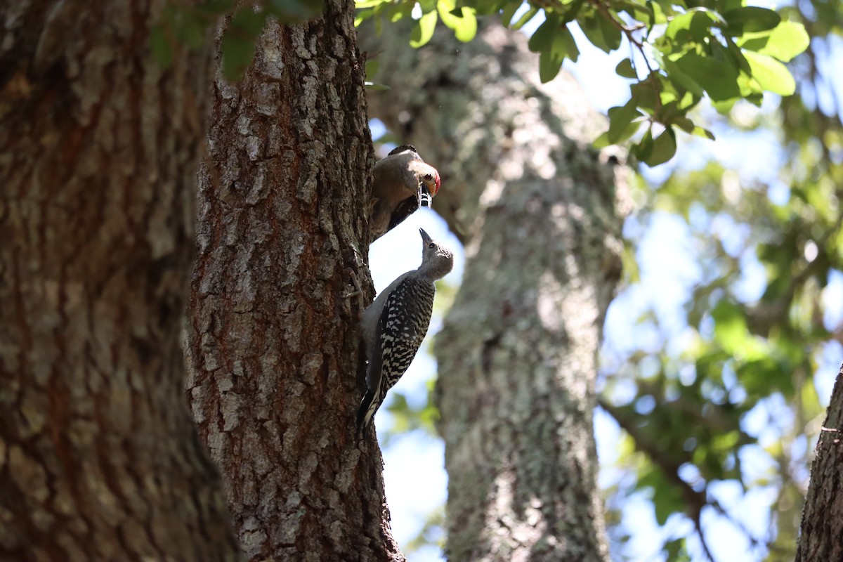 Red-bellied Woodpecker - ML640864196