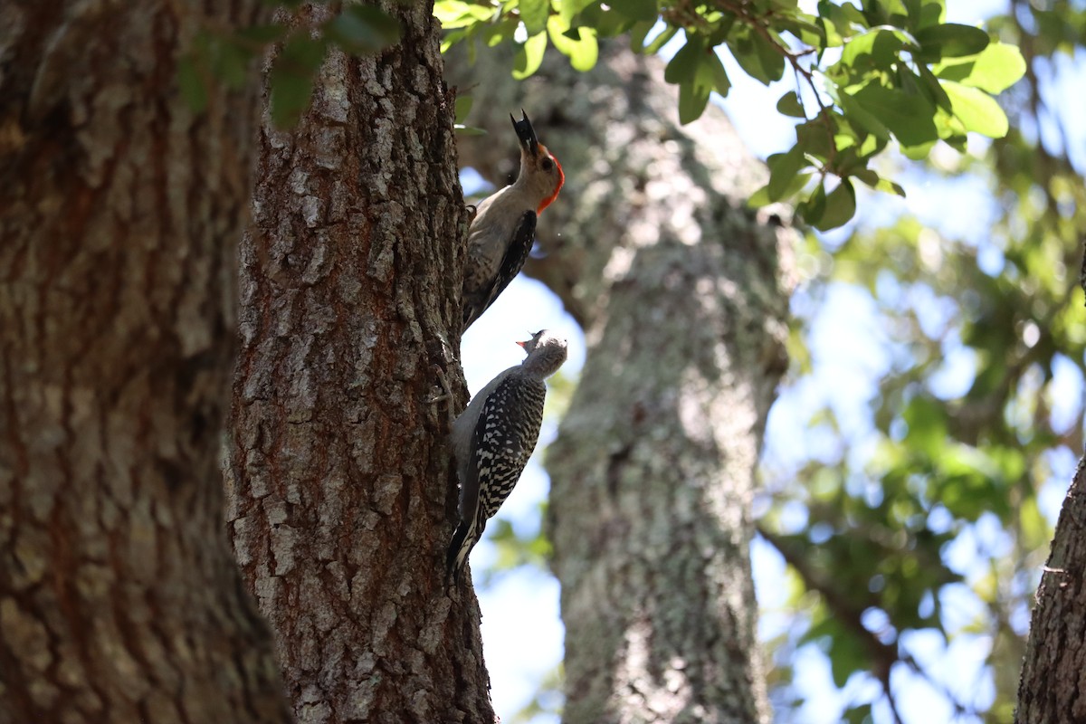 Red-bellied Woodpecker - ML640864197