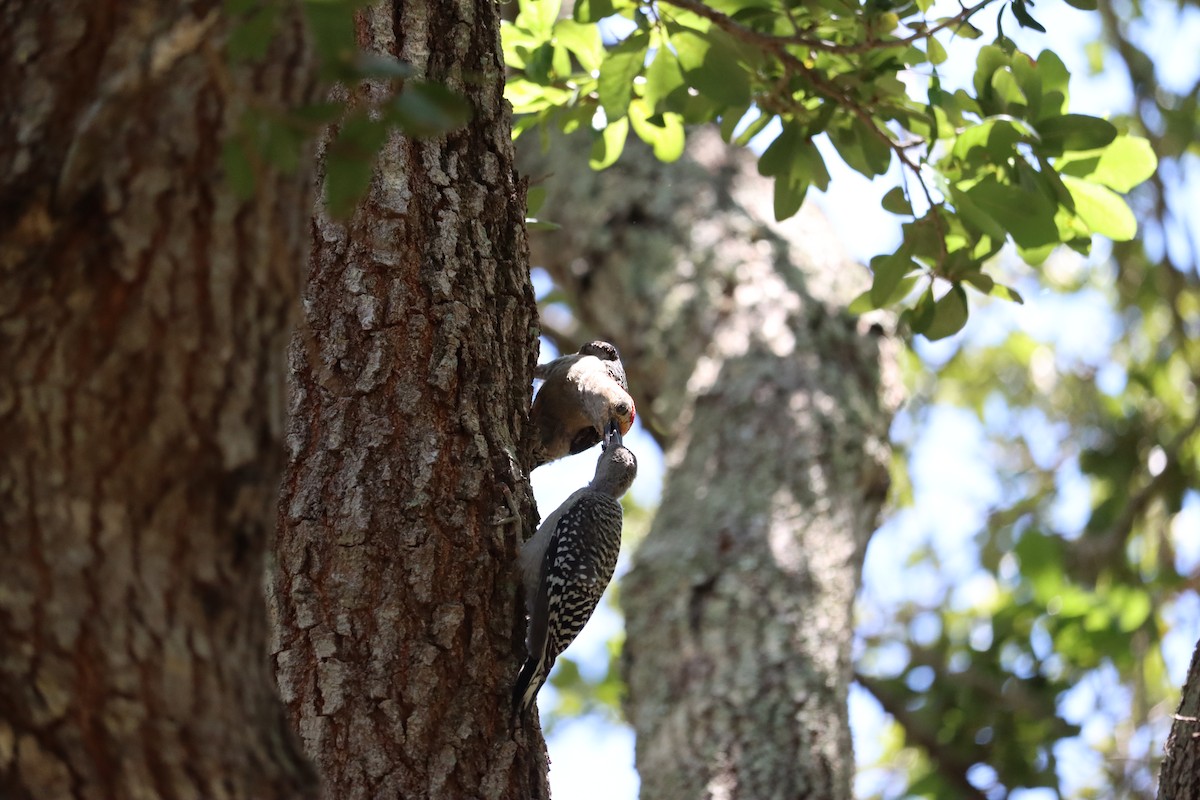 Red-bellied Woodpecker - ML640864198