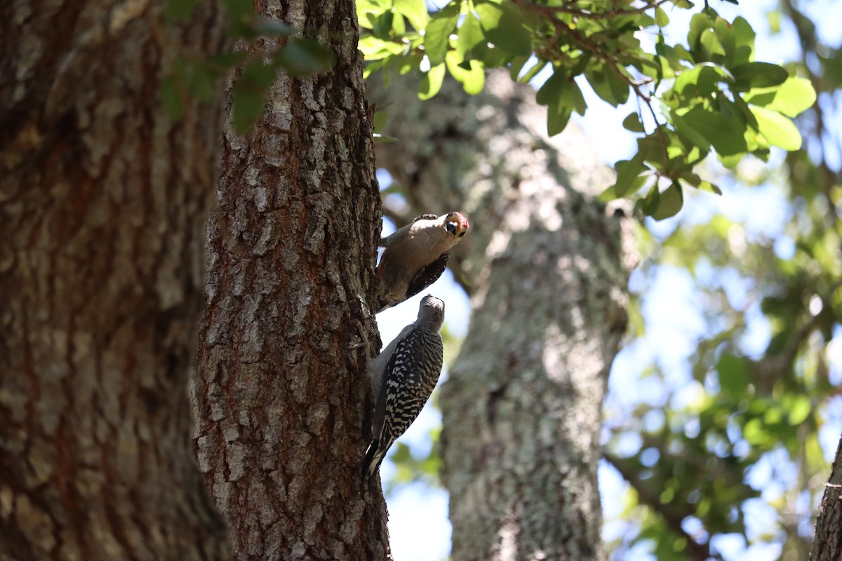 Red-bellied Woodpecker - ML640864200