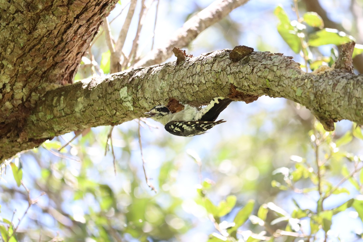 Downy Woodpecker - ML640864207
