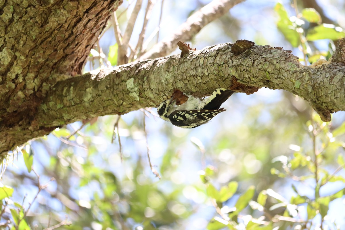 Downy Woodpecker - ML640864208