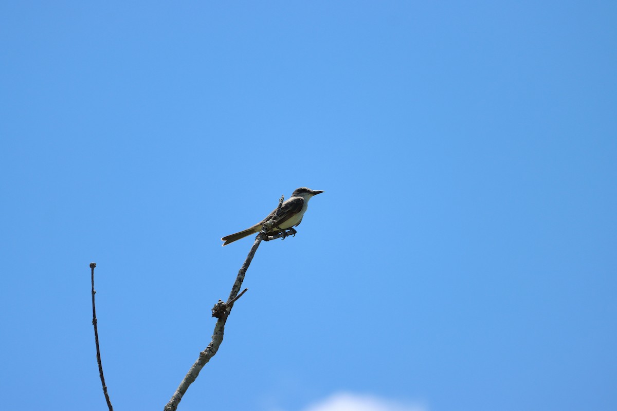 Gray Kingbird - ML640864212