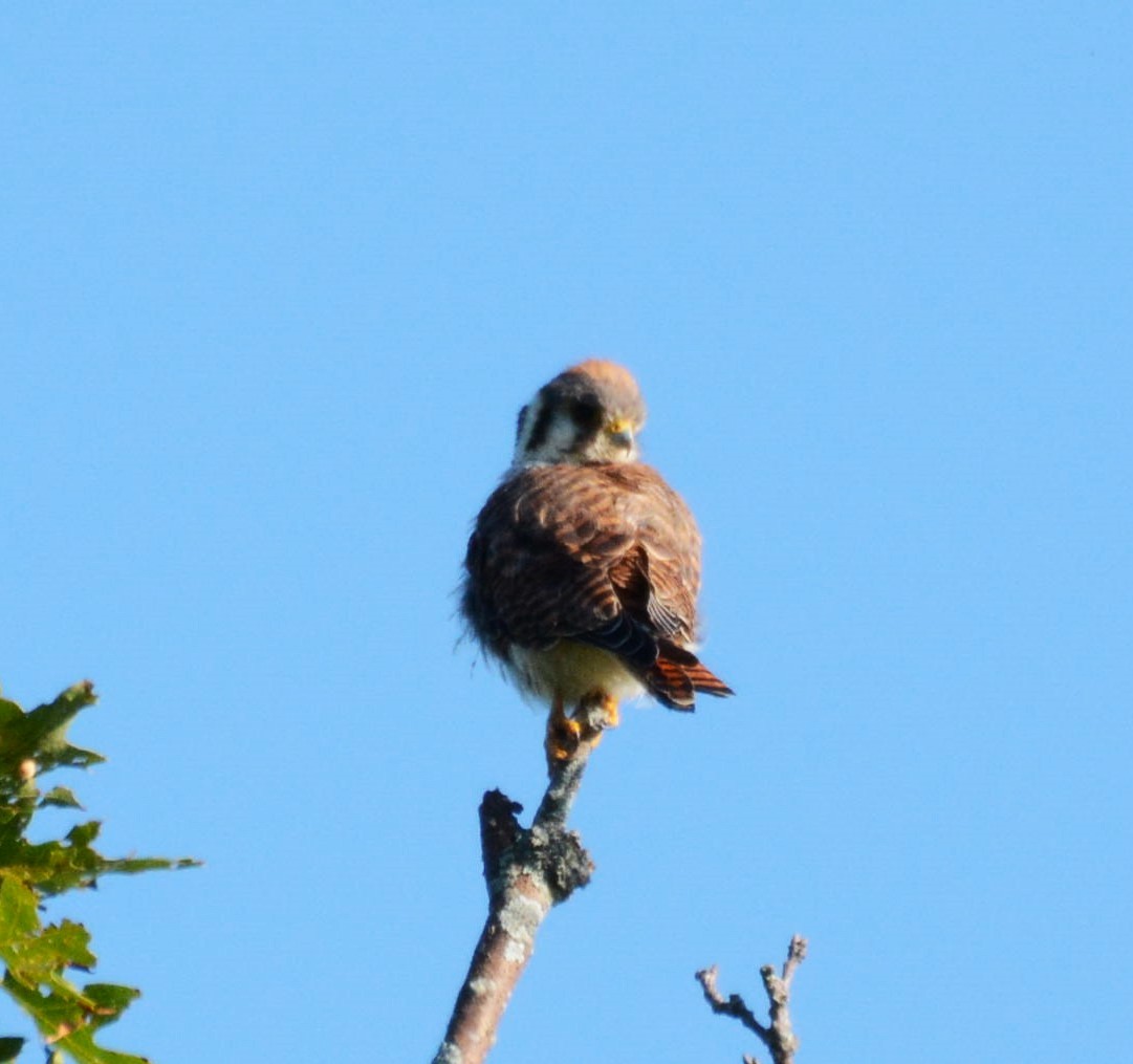 eBird Checklist - 26 Aug 2025 - SV Ridge - 28 species