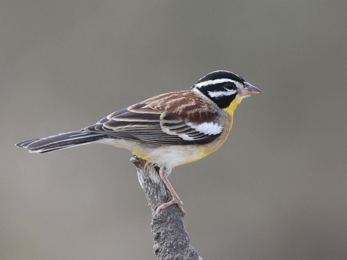 Golden-breasted Bunting - ML640864264